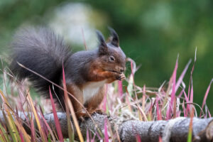squirrel on balcony in germany