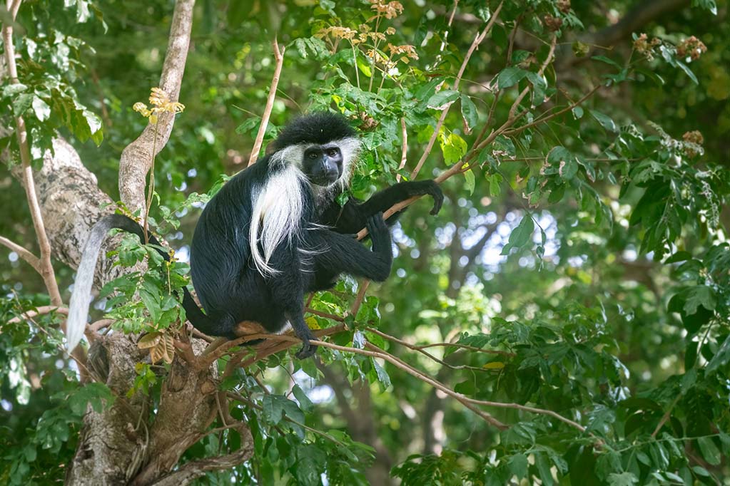 Mantelaffe (Colobus-Affe) auf den Ästen eines riesigen, dicht belaubten grünen Baumes in Kenia.