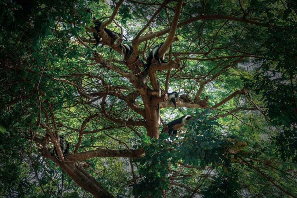 Mehrere schwarz-weiße Mantelaffen (Colobus-Affen) sitzen und liegen entspannt auf den Ästen eines riesigen, dicht belaubten grünen Baumes in Kenia.