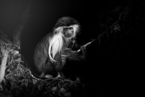 colobus affe