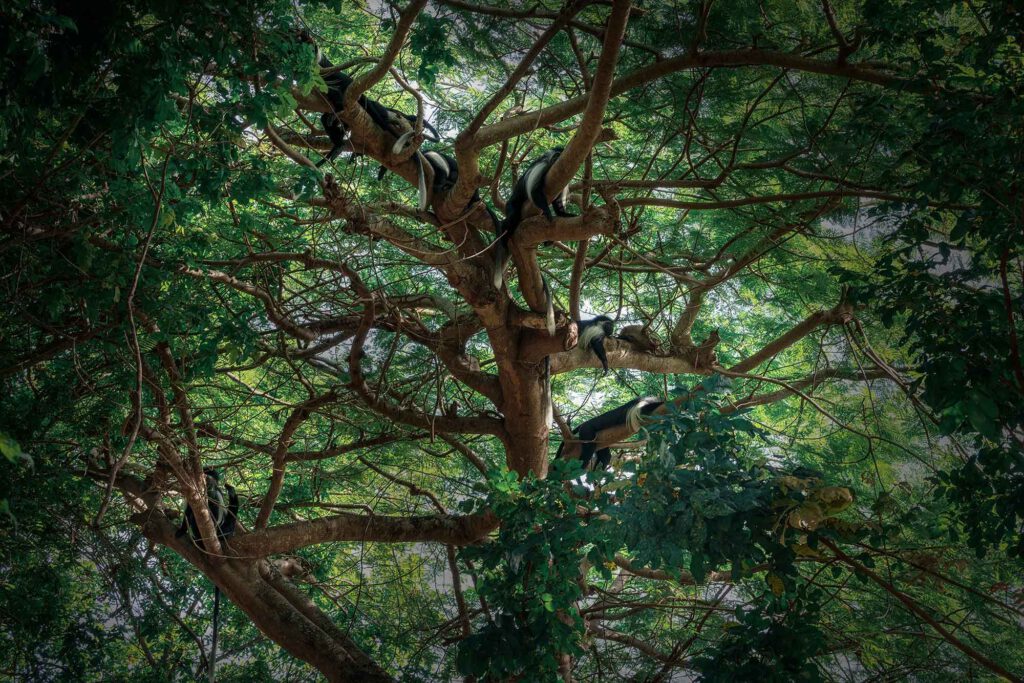 colobus tree
