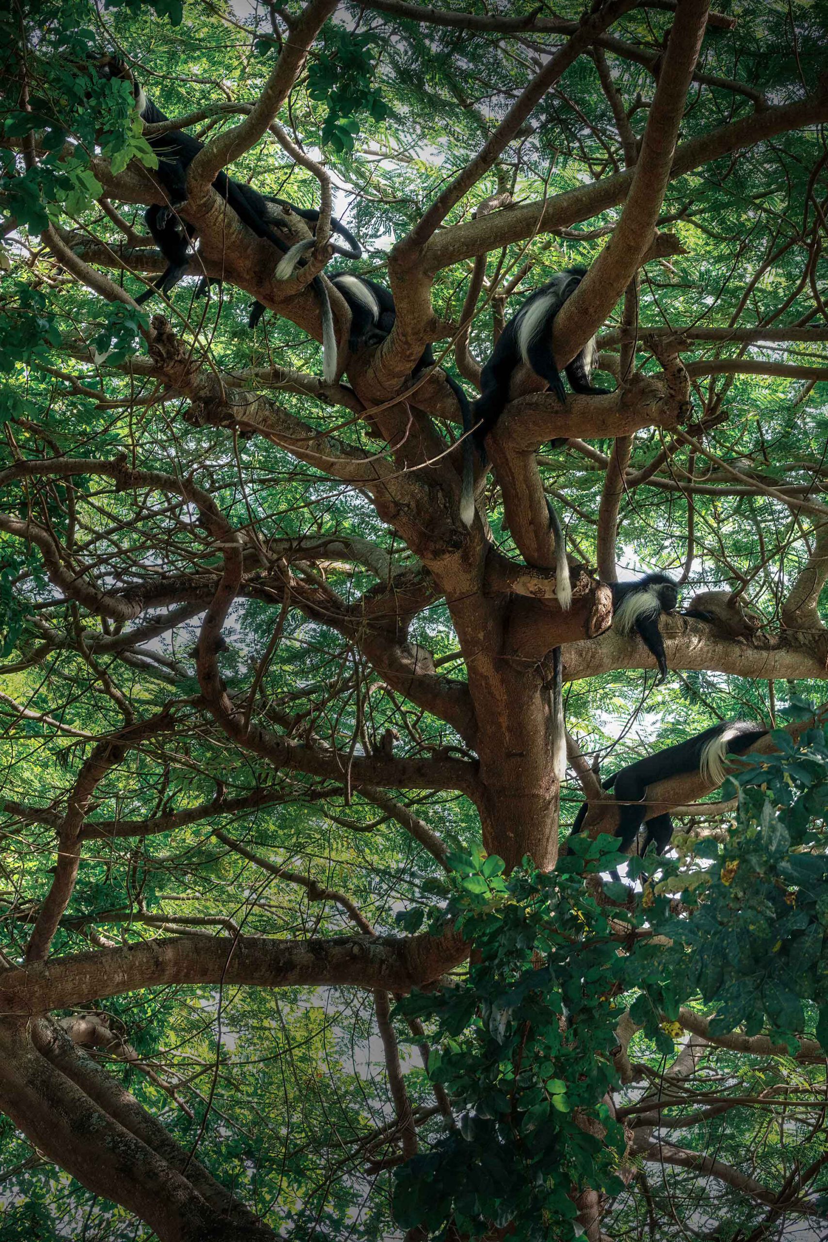 colobus tree 2x3