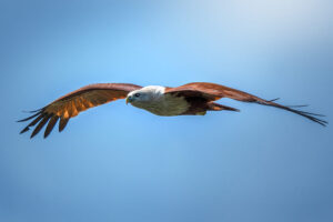 eagle sky dsc9507 srgb