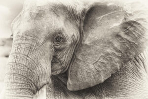 elephant in kenya (fineart)