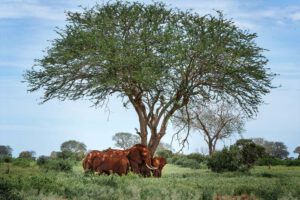 elephants under a tree with light and shadow