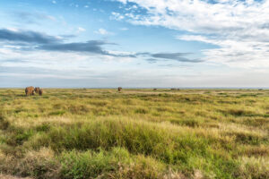wide open space with elephants in kenya