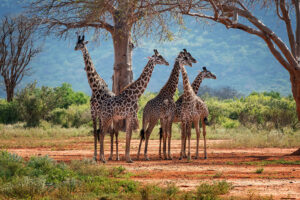 giraffes at tsavo nationalpark kenya