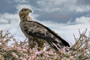 eagle in kenya