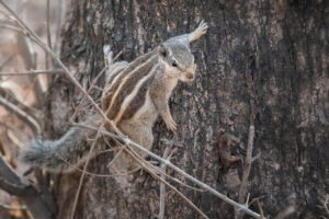 squirrel in india
