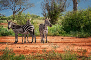 zebras at tsavo nationalpark kenya