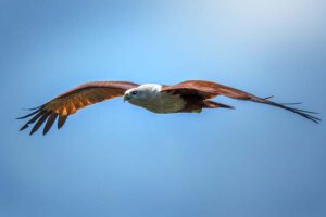 Premium-Wandbild von justsomewhere.com: Ein majestätischer Brahminenweih-Greifvogel gleitet mit weit ausgebreiteten Flügeln vor einem strahlend blauen Himmel.