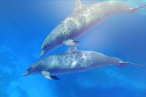 Premium-Wandbild von justsomewhere.com: Zwei Delphine, die in einer kreativen, farbintensiven Bearbeitung durch das strahlend blaue Wasser des Roten Meeres gleiten, während Sonnenstrahlen ihre Körper erhellen.