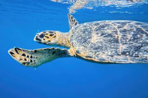 Premium-Wandbild von justsomewhere.com: Eine Echte Karettschildkröte schwimmt elegant im kristallklaren, tiefblauen Wasser des Roten Meeres in Ägypten knapp unter der von der Sonne reflektierten Wasseroberfläche.