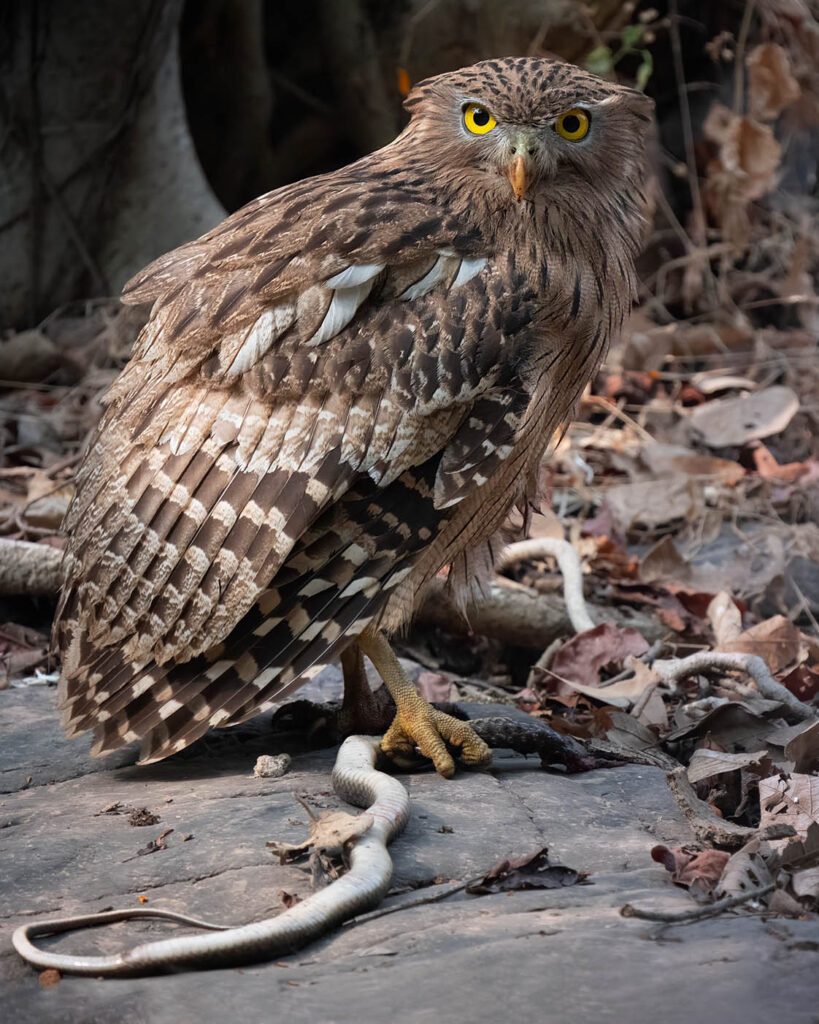 Premium-Wandbild von justsomewhere.com: Ein majestätischer Brauner Fischuhu sitzt auf einem Felsen im Wald und hält eine erbeutete Schlange.