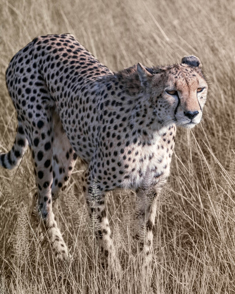 Premium-Wandbild von justsomewhere.com: Ein eleganter Gepard schreitet aufmerksam durch das hohe, trockene Steppengras in der Savanne Kenias.