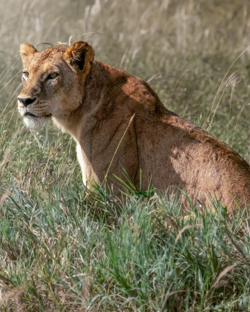 Premium-Wandbild von justsomewhere.com: Eine detailreiche Naturaufnahme einer Löwin, die inmitten von hohem Savannengras in Kenia sitzt und aufmerksam ins Profil blickt, umgeben von weichem Gegenlicht.
